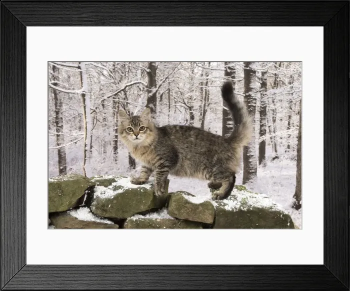 Framed Print : Picture No. 11773086 Framed Print : Picture No. 11773086