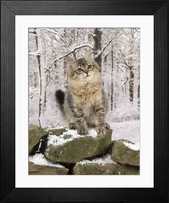 Framed Print : Picture No. 11773087 Framed Print : Picture No. 11773087