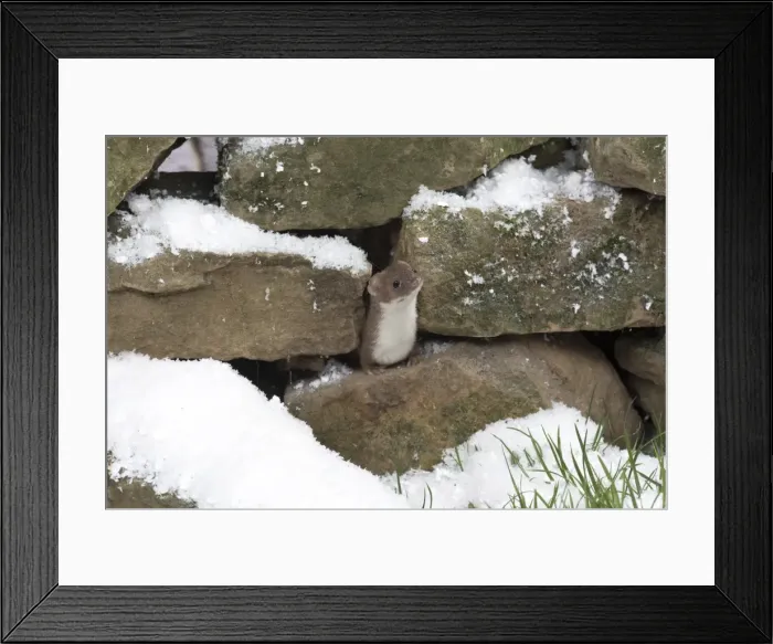 Framed Print : Picture No. 11773088 Framed Print : Picture No. 11773088