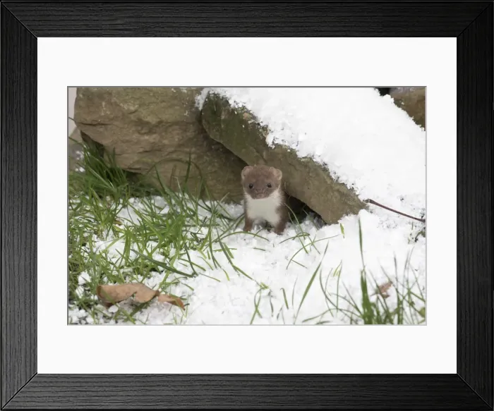 Framed Print : Picture No. 11773089 Framed Print : Picture No. 11773089