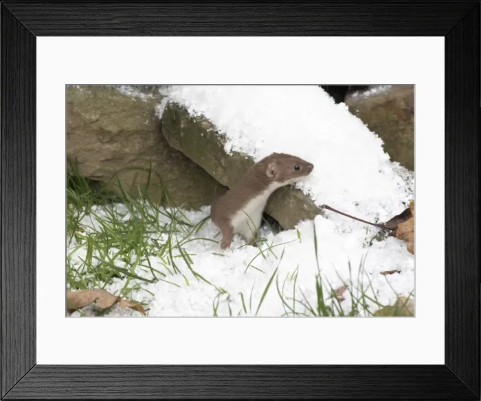 Framed Print : Picture No. 11773090 Framed Print : Picture No. 11773090