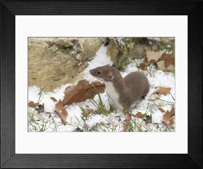 Framed Print : Picture No. 11773092 Framed Print : Picture No. 11773092