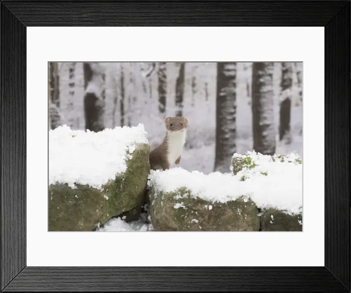 Framed Print : Picture No. 11773093 Framed Print : Picture No. 11773093
