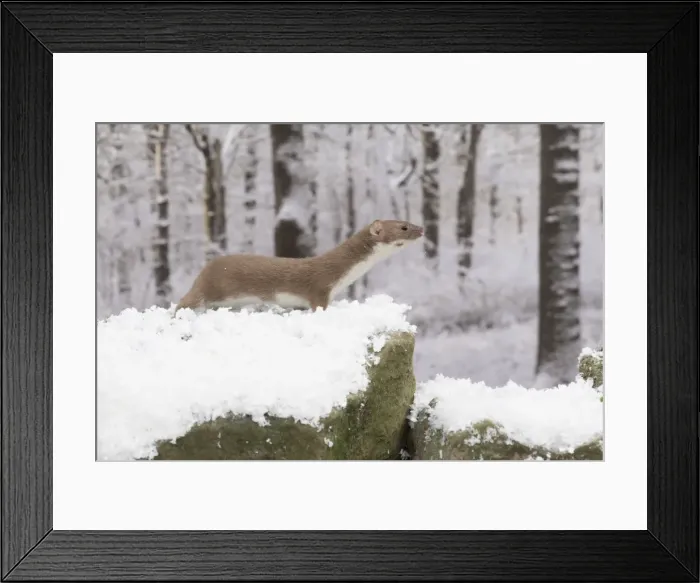 Framed Print : Picture No. 11773094 Framed Print : Picture No. 11773094