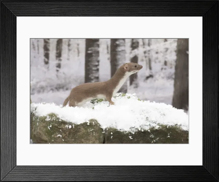 Framed Print : Picture No. 11773095 Framed Print : Picture No. 11773095