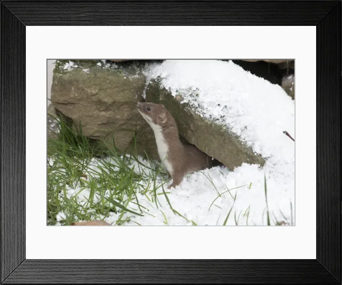Framed Print : Picture No. 11773091 Framed Print : Picture No. 11773091