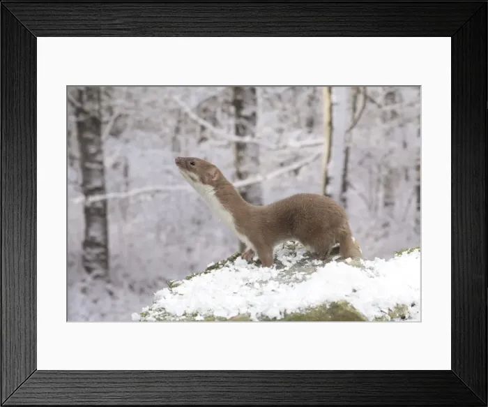 Framed Print : Picture No. 11773097 Framed Print : Picture No. 11773097