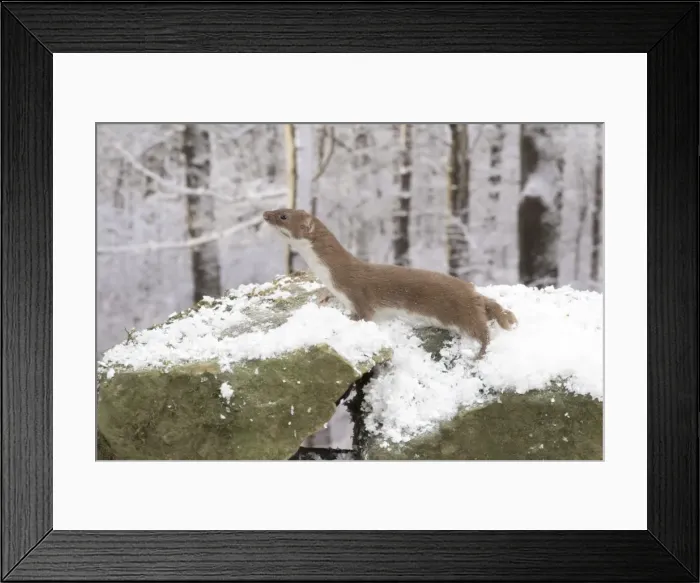Framed Print : Picture No. 11773098 Framed Print : Picture No. 11773098