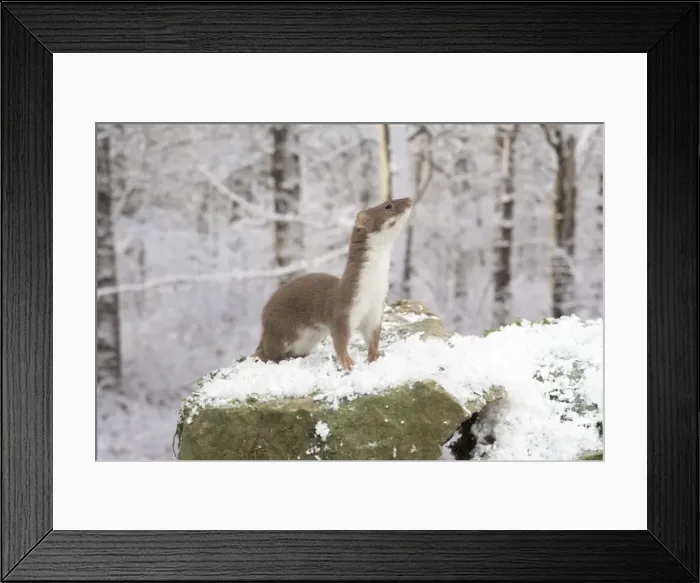 Framed Print : Picture No. 11773096 Framed Print : Picture No. 11773096