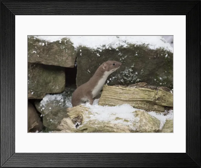Framed Print : Picture No. 11773099 Framed Print : Picture No. 11773099