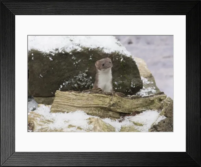 Framed Print : Picture No. 11773100 Framed Print : Picture No. 11773100