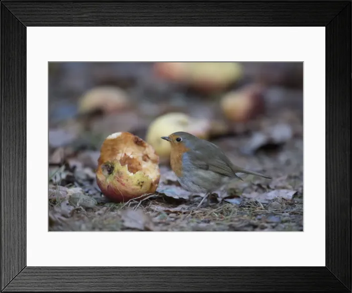 Framed Print : Picture No. 11773101