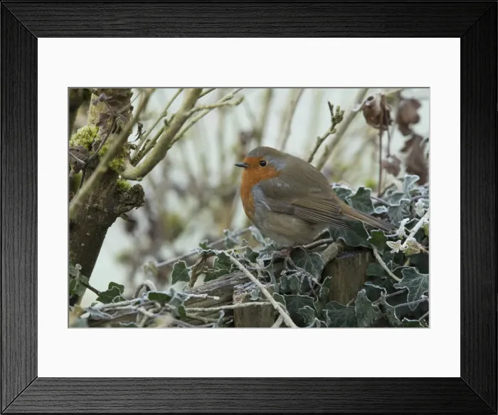 Framed Print : Picture No. 11773102 Framed Print : Picture No. 11773102