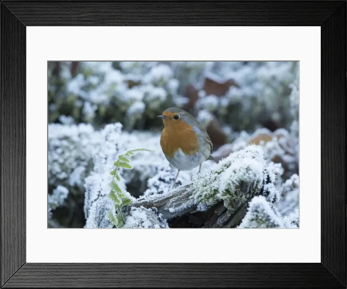 Framed Print : Picture No. 11773103 Framed Print : Picture No. 11773103