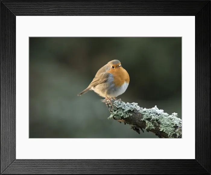 Framed Print : Picture No. 11773105 Framed Print : Picture No. 11773105