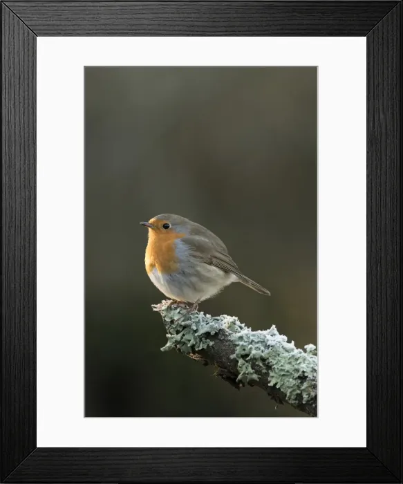 Framed Print : Picture No. 11773106 Framed Print : Picture No. 11773106