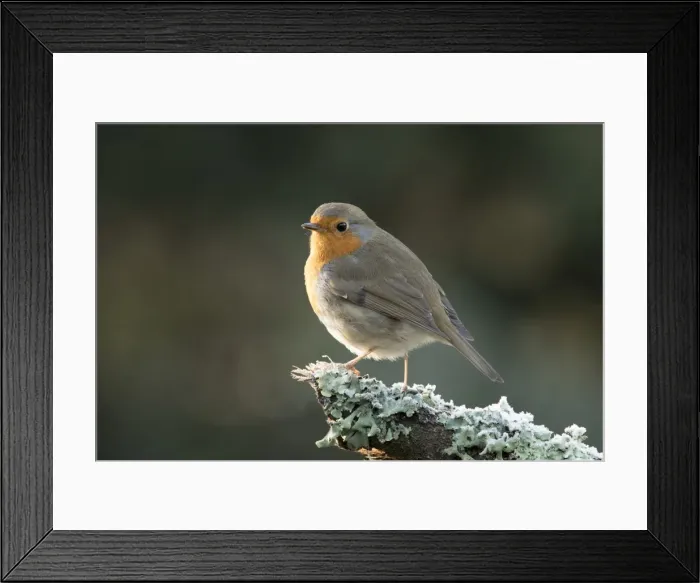 Framed Print : Picture No. 11773107 Framed Print : Picture No. 11773107