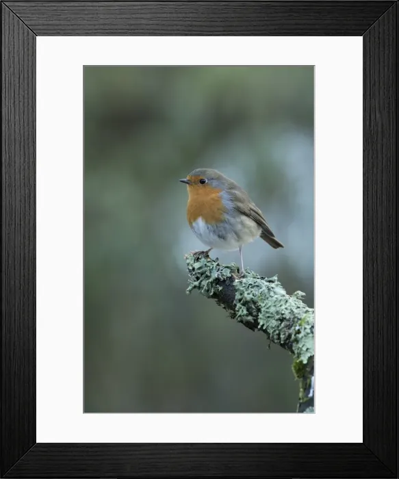Framed Print : Picture No. 11773108 Framed Print : Picture No. 11773108