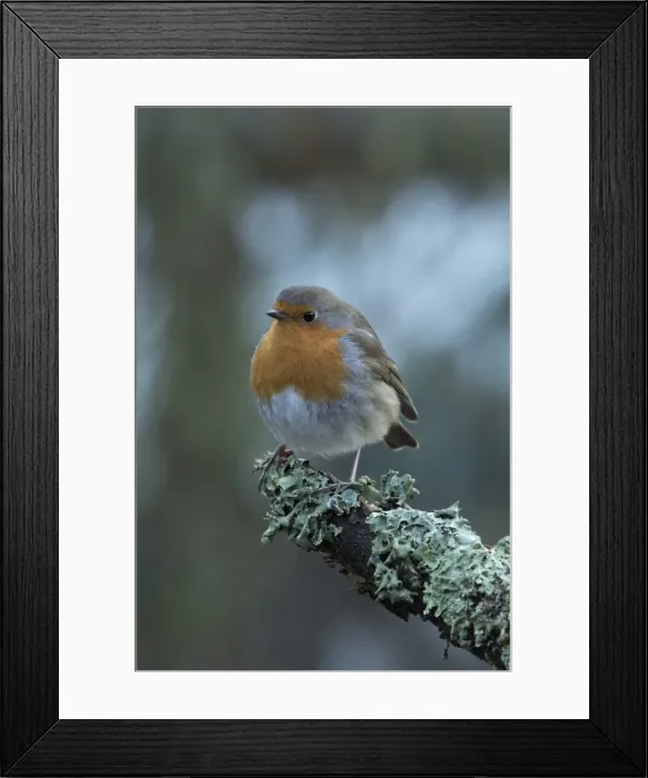 Framed Print : Picture No. 11773109 Framed Print : Picture No. 11773109