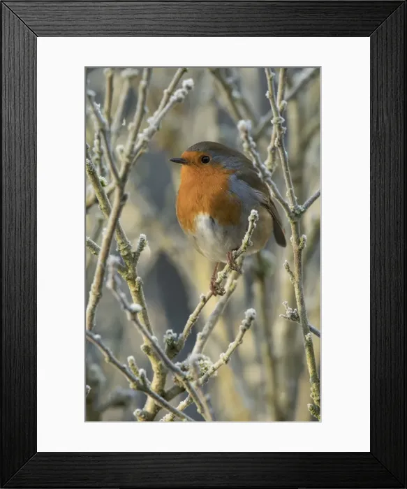 Framed Print : Picture No. 11773110 Framed Print : Picture No. 11773110