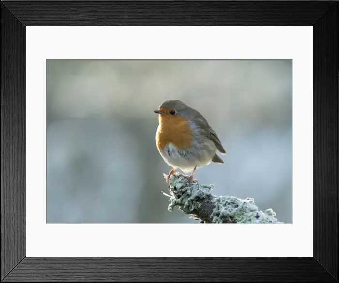 Framed Print : Picture No. 11773111 Framed Print : Picture No. 11773111