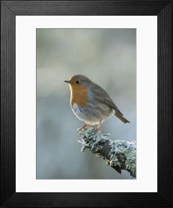 Framed Print : Picture No. 11773112 Framed Print : Picture No. 11773112
