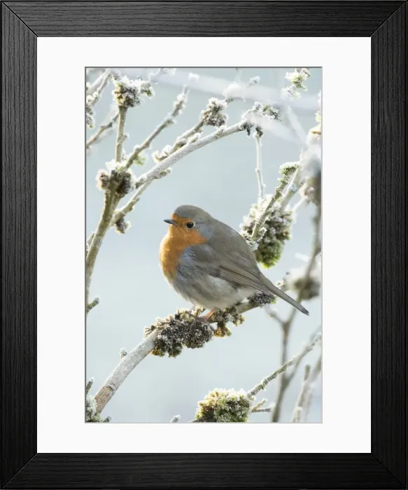 Framed Print : Picture No. 11773113 Framed Print : Picture No. 11773113
