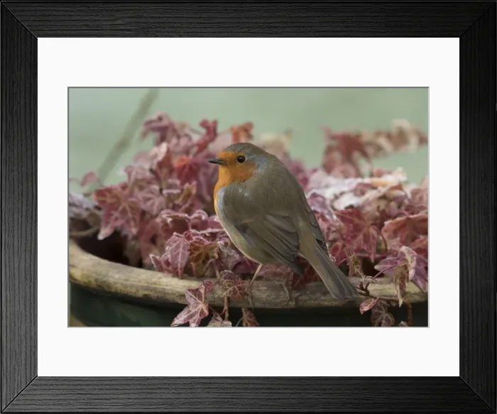 Framed Print : Picture No. 11773114 Framed Print : Picture No. 11773114