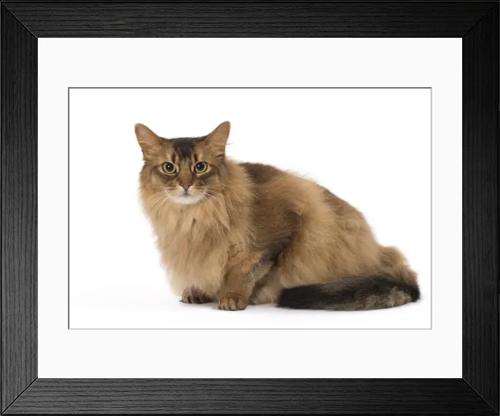 Framed Print : Picture No. 11770343