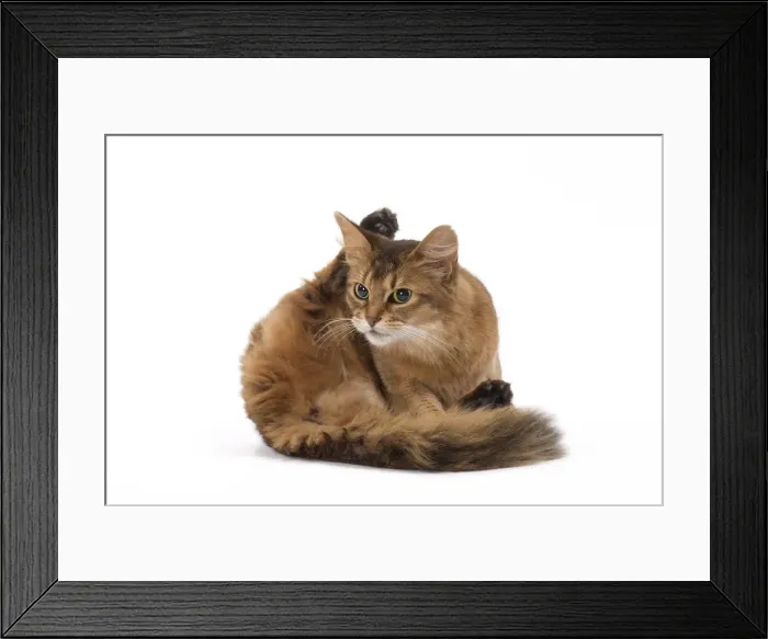 Framed Print : Picture No. 11770342 Framed Print : Picture No. 11770342