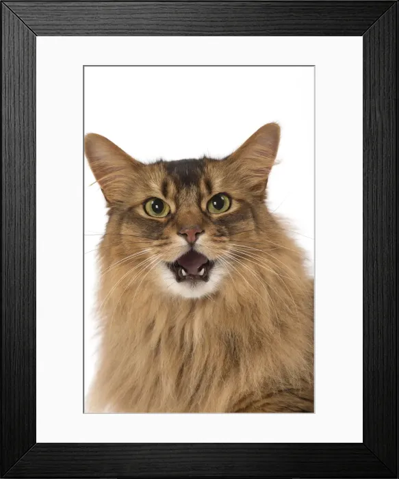 Framed Print : Picture No. 11770347 Framed Print : Picture No. 11770347