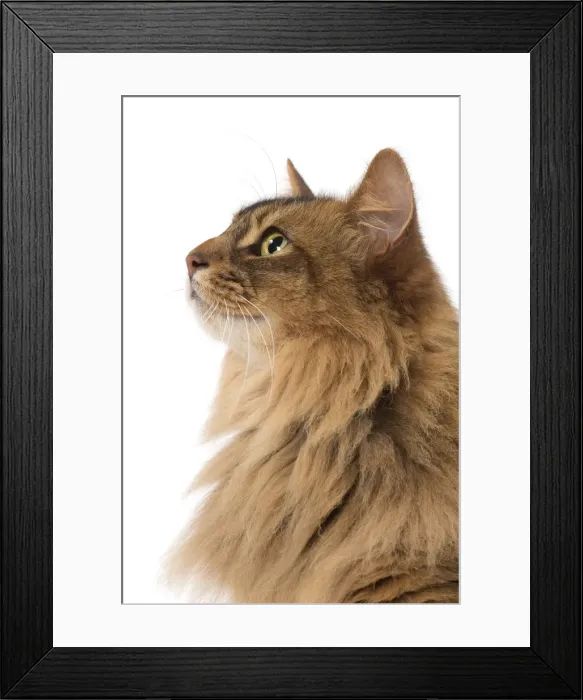 Framed Print : Picture No. 11770348 Framed Print : Picture No. 11770348