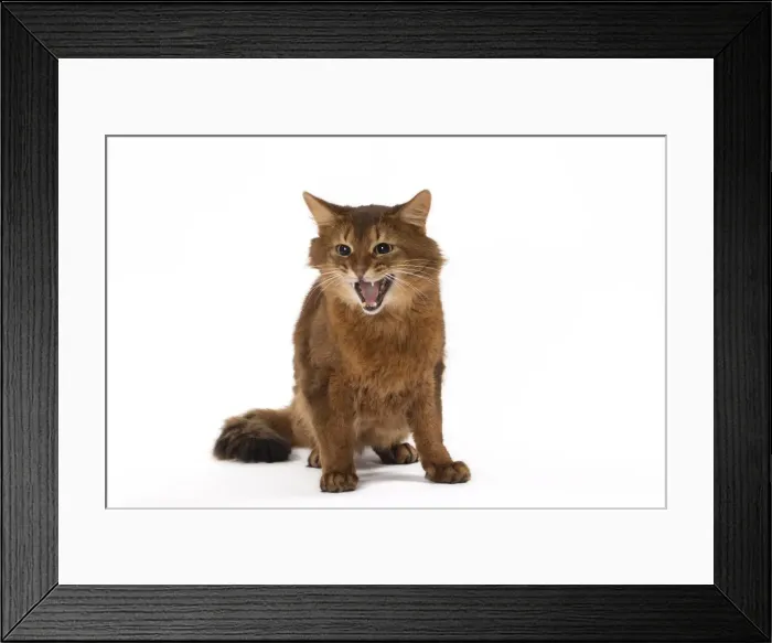 Framed Print : Picture No. 11770350 Framed Print : Picture No. 11770350
