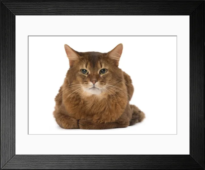 Framed Print : Picture No. 11770354 Framed Print : Picture No. 11770354