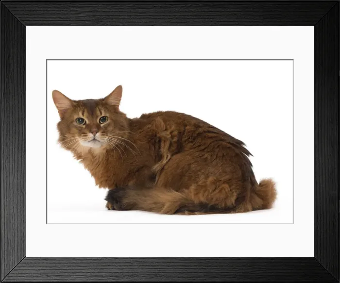 Framed Print : Picture No. 11770353 Framed Print : Picture No. 11770353