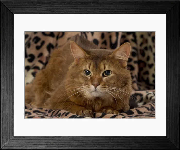 Framed Print : Picture No. 11770356 Framed Print : Picture No. 11770356