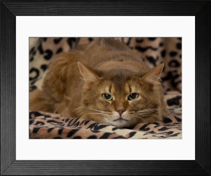 Framed Print : Picture No. 11770357 Framed Print : Picture No. 11770357
