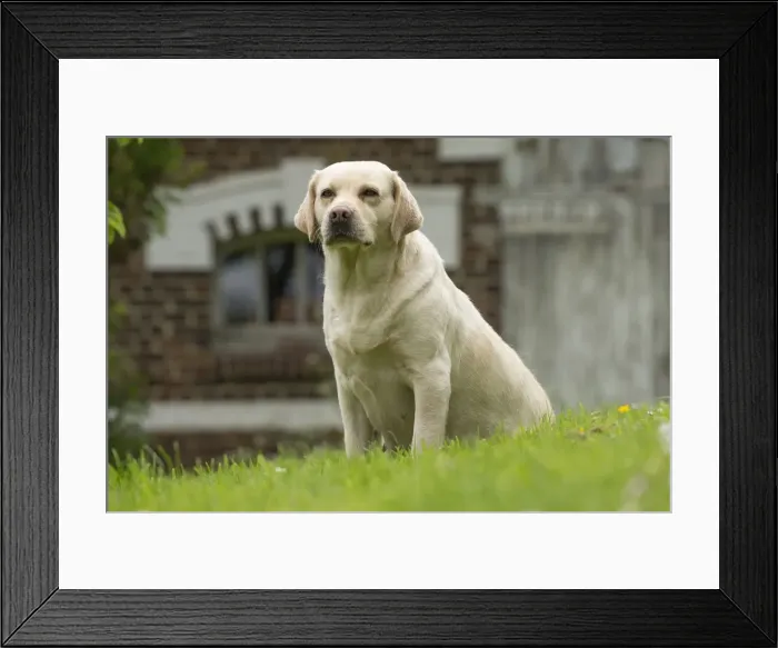 Framed Print : Picture No. 11770358 Framed Print : Picture No. 11770358