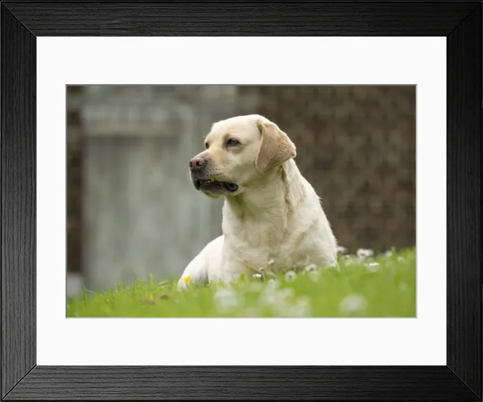 Framed Print : Picture No. 11770359 Framed Print : Picture No. 11770359