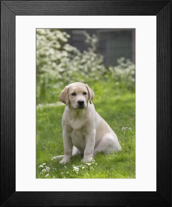 Framed Print : Picture No. 11770363 Framed Print : Picture No. 11770363