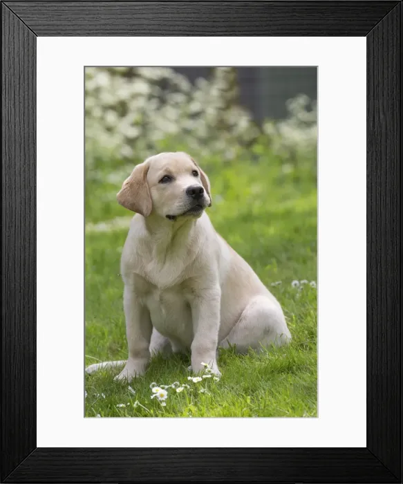Framed Print : Picture No. 11770364 Framed Print : Picture No. 11770364