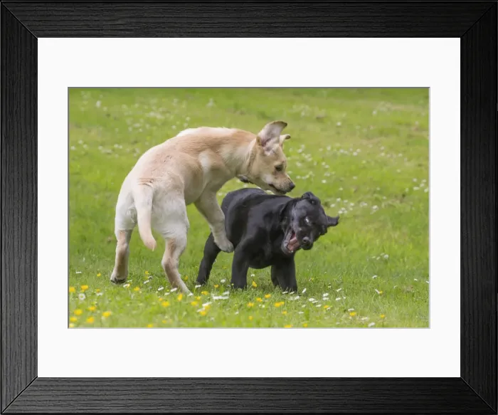 Framed Print : Picture No. 11770369 Framed Print : Picture No. 11770369