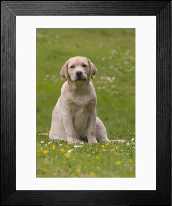 Framed Print : Picture No. 11770371 Framed Print : Picture No. 11770371