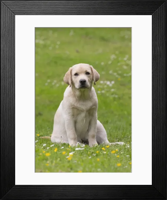 Framed Print : Picture No. 11770372 Framed Print : Picture No. 11770372