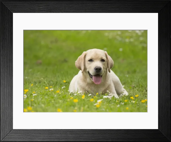 Framed Print : Picture No. 11770374 Framed Print : Picture No. 11770374