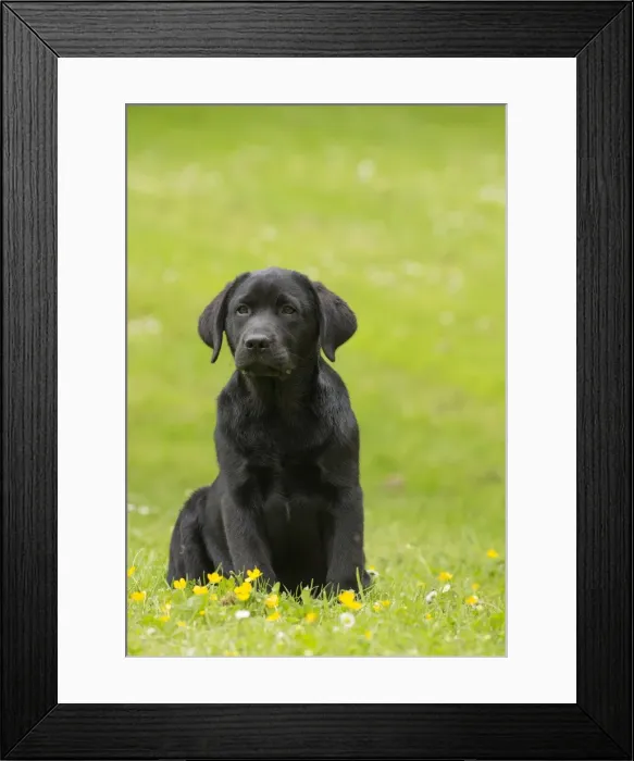 Framed Print : Picture No. 11770378 Framed Print : Picture No. 11770378