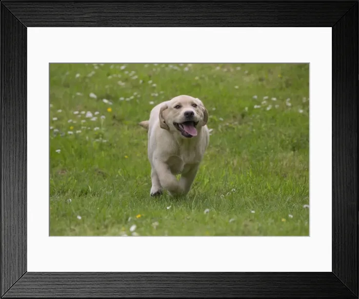 Framed Print : Picture No. 11770379 Framed Print : Picture No. 11770379