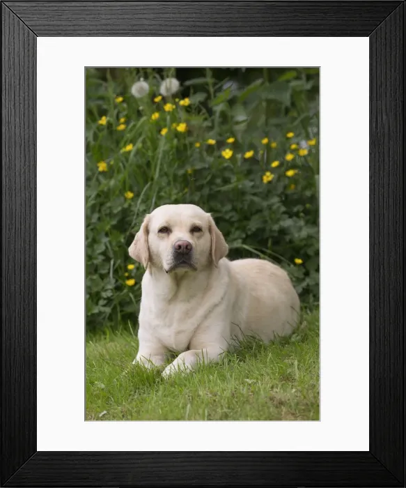 Framed Print : Picture No. 11770381 Framed Print : Picture No. 11770381