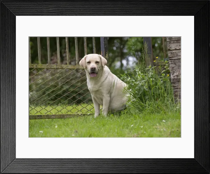 Framed Print : Picture No. 11770382 Framed Print : Picture No. 11770382