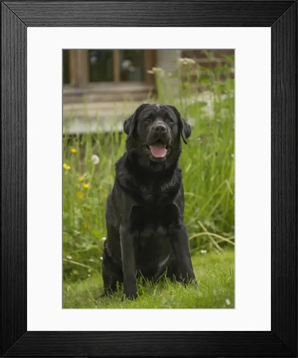 Framed Print : Picture No. 11770383 Framed Print : Picture No. 11770383